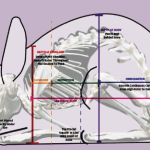 Info Graphic as Part of a Book