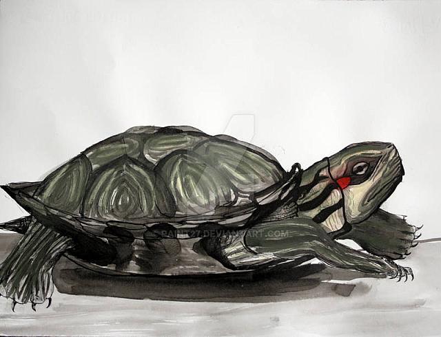 turtle by paint27 dx1e9r-414w-2x