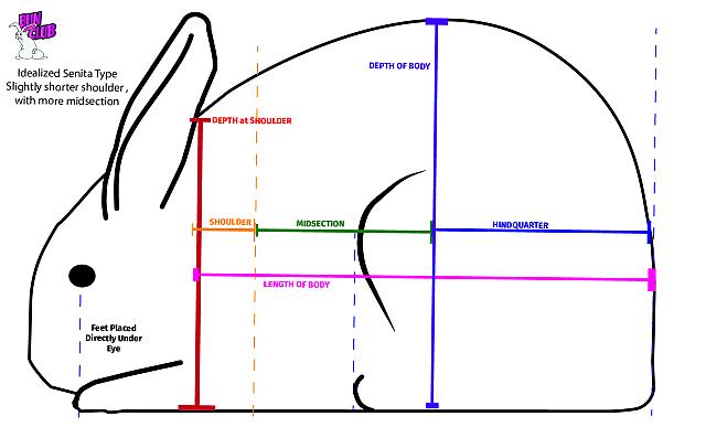 Idealized Senita referance structure-01