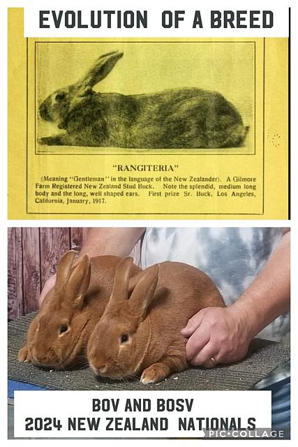 not the same rabbits from 100 years ago