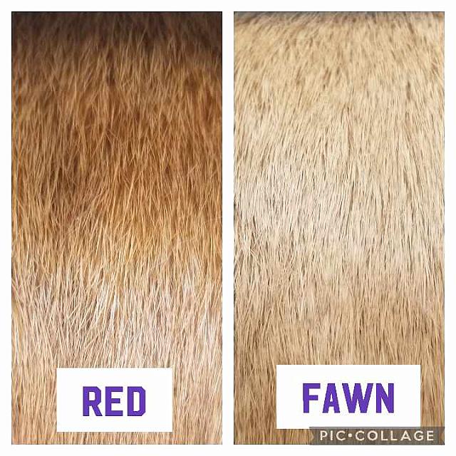 red fawn