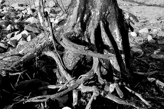 dead wood by paint27 d89fp88-fullview