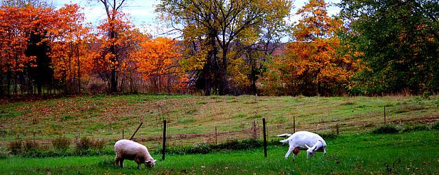 goat and sheep by paint27 d83cb07-fullview