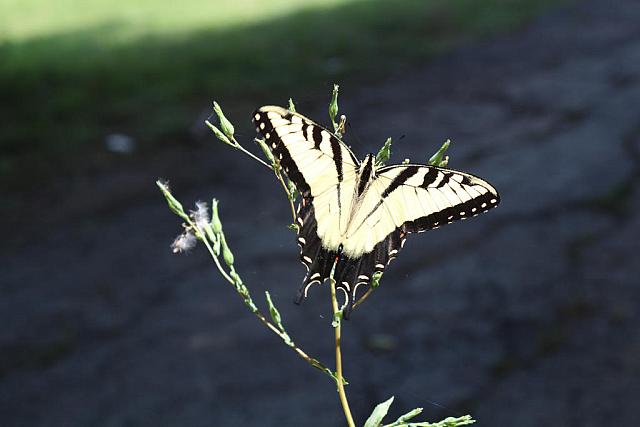 swallow tail by paint27 d89fr0n-fullview