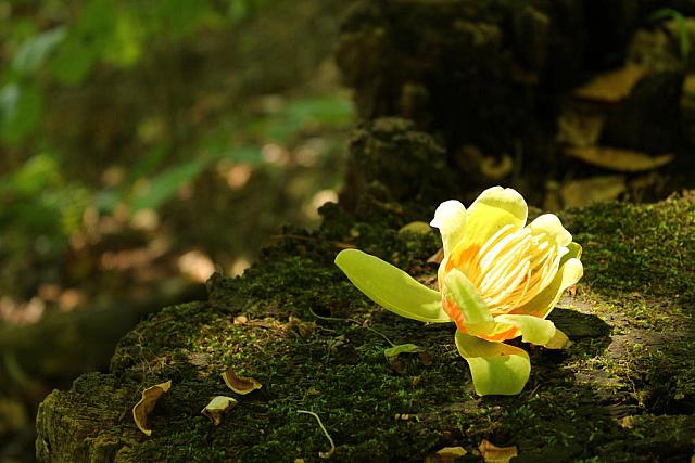 tulip tree by paint27 d89fhqq-fullview