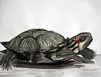 turtle by paint27 dx1e9r-414w-2x