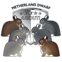 netherland dwarf AGOUTI