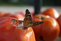 famers market butterfly 002 by paint27 d829on1-fullview