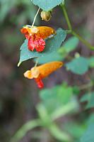 flower 105 0 jewelweed by paint27 d829p8r-414w-2x