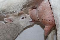 minion lamb raised by goats by paint27 d89fe7e-fullview