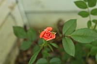 rose bud by paint27 d89fdzx-fullview